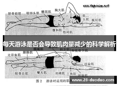 每天游泳是否会导致肌肉量减少的科学解析